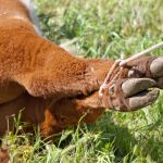 Consistency is key to continued value in the beef industry