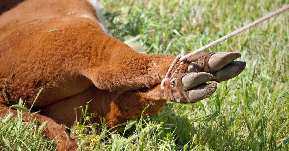 Best practices for calf processing and branding