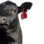 Best practices for calf processing and branding