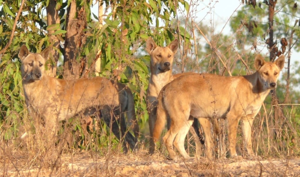 Clarification sought on dingo classification change