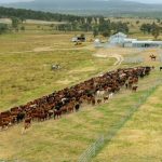 Productive Minna Billa aggregation to carry 3500 to 4000 cattle