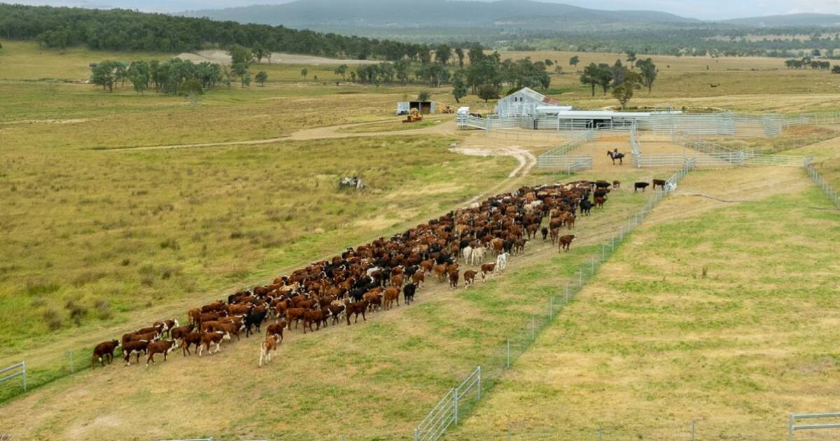 Productive Glen Innes country suited to breeding or backgrounding