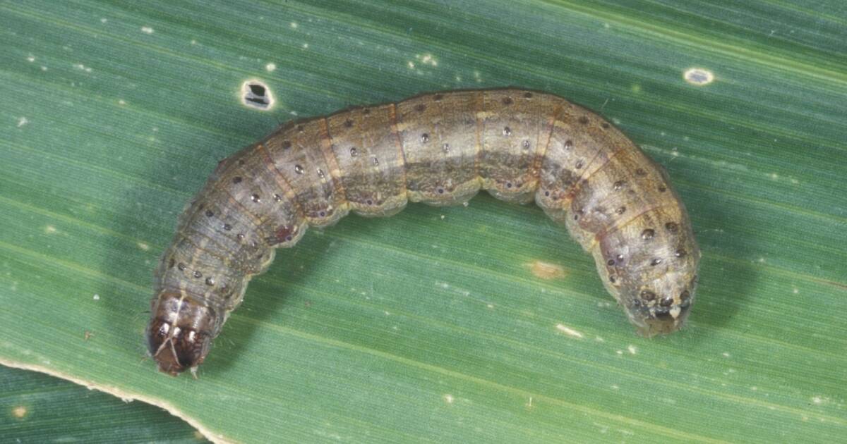 Experts and ag industry to share combat tactics at fall armyworm think tank