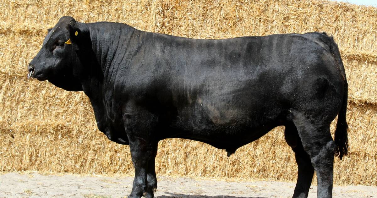 $9000 top for Morrisvale Limousin sale