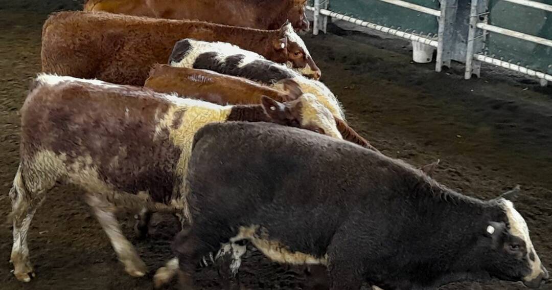 Quality Grafton heifers lift in price