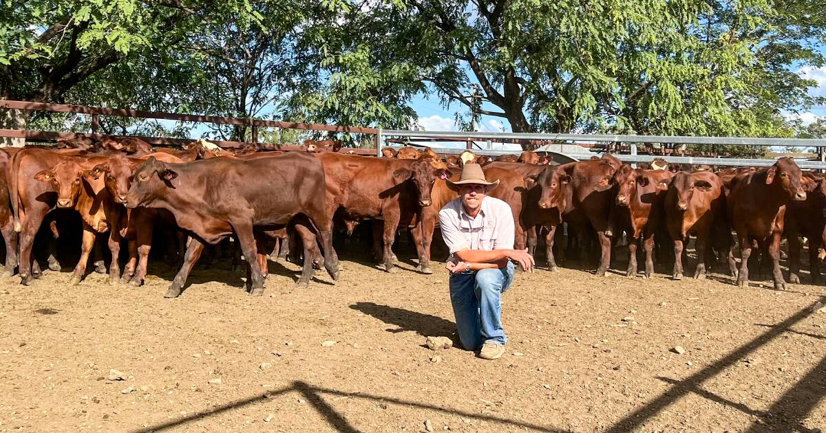 Feeding frenzy at Monto with trade weight steers selling to 365c/kg