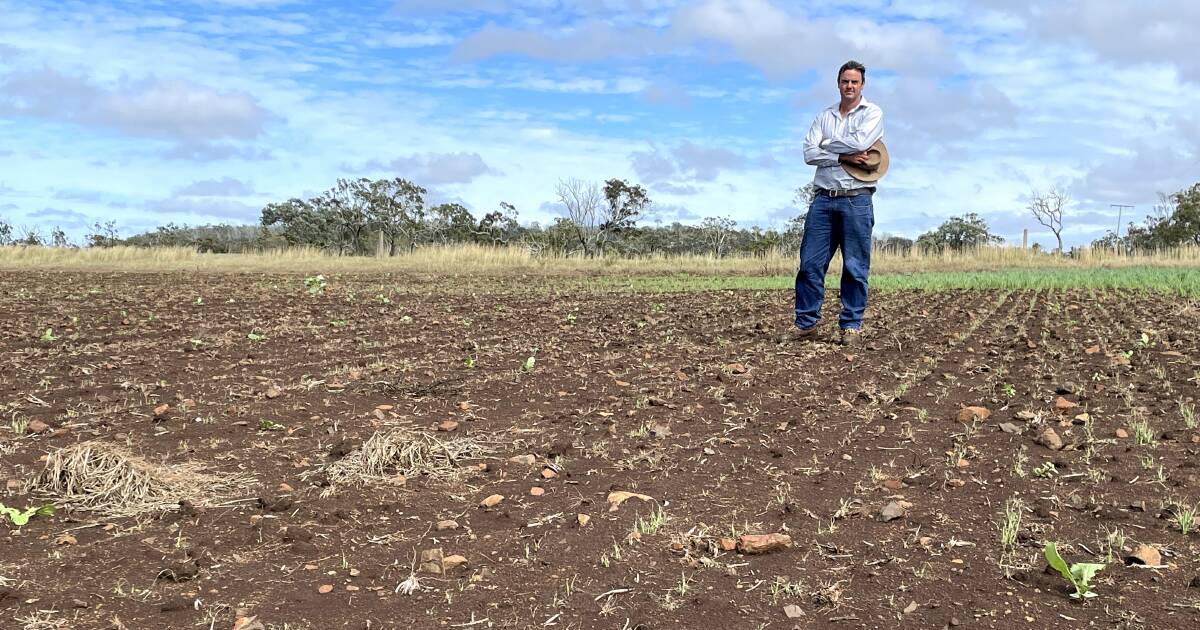 Oats crop attacked by fall armyworm: grazier devastated