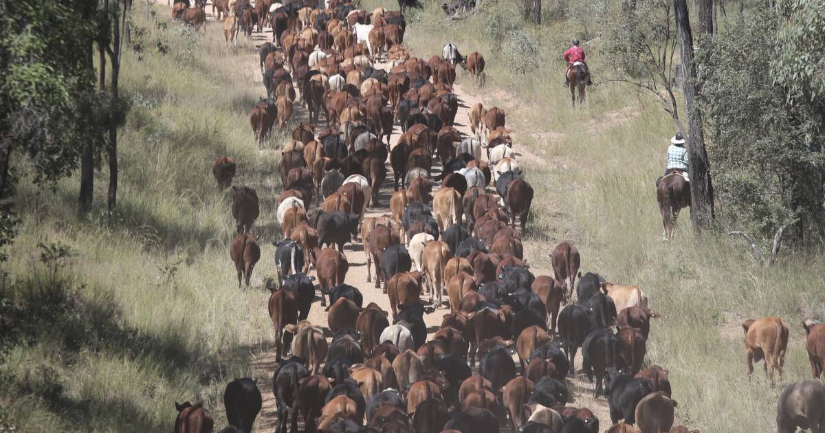 Eidsvold cattle drive keeps tradition of droving alive