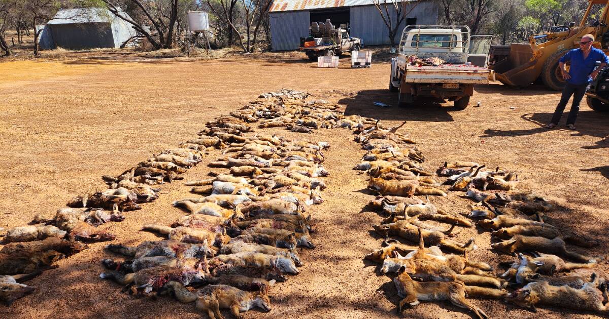 Taking aim at foxes and corellas