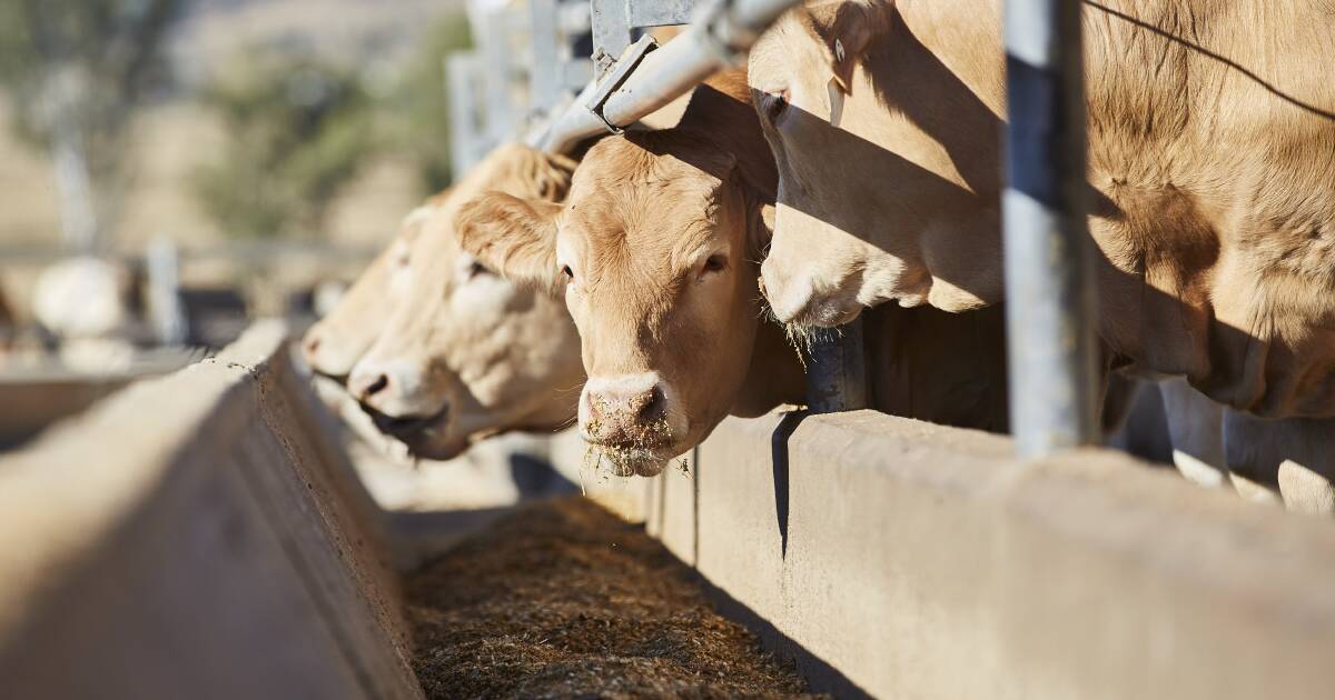 Why small breeds can't be underestimated in Beef carcase comp