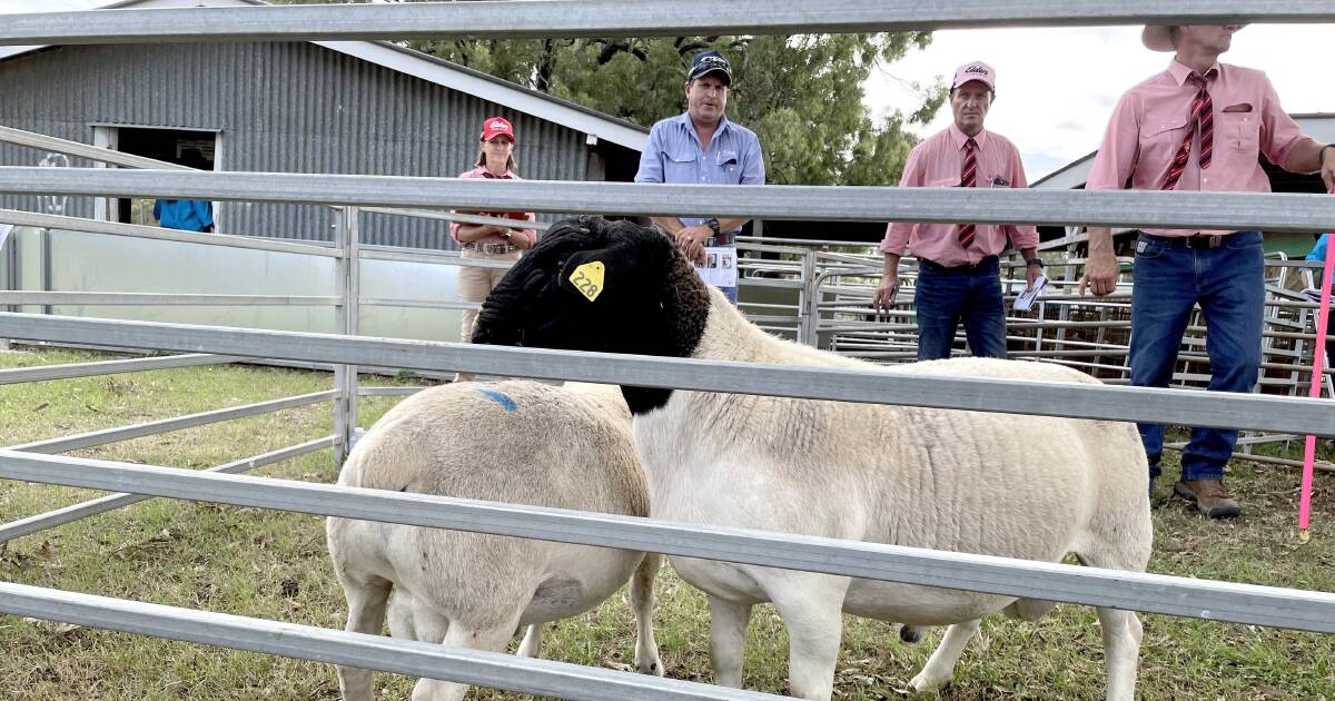 Doe makes $900 high at Yarrabee sale