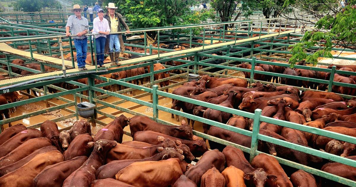 Bob & Ann Murphy’s Santa Gertrudis steers: top prices at Blackall sale | Queensland Country Life