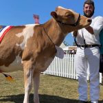 Three sisters claim top spots in Brown Swiss junior females