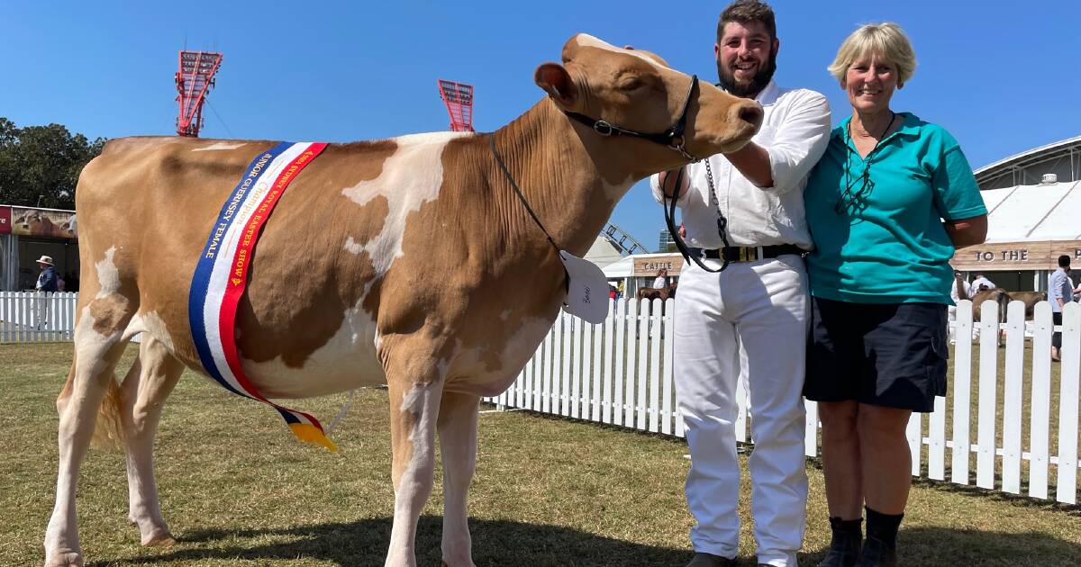 Record priced Guernsey heifer takes out junior champion