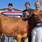 Holstein heifer named champion after just three weeks’ prep | The Land