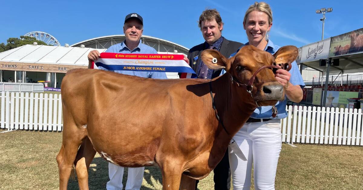 Champion family line for Ayrshire junior heifer