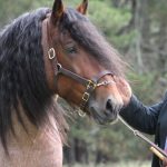 Quality Western Downs cattle country heads to auction on May 2