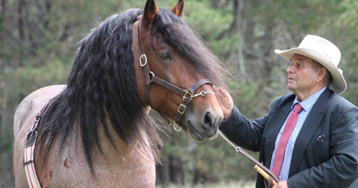 Inaugural Australian Draught Horse show held in Bundanoon | The Land