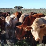 Tenterfield store cattle land a sober market