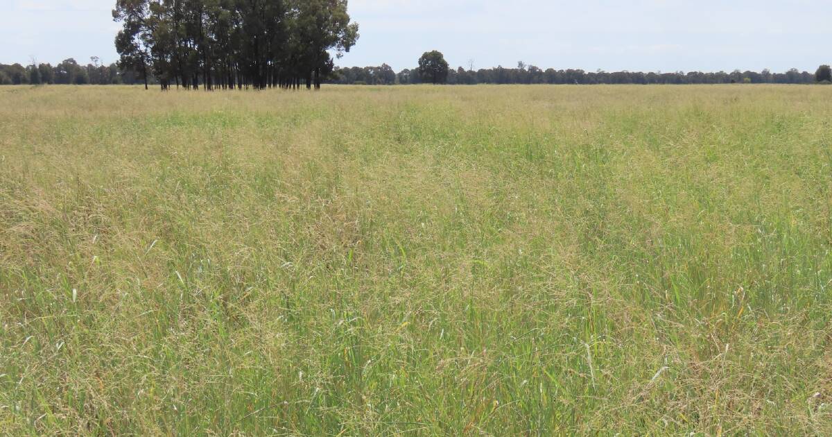 Quality Western Downs cattle country heads to auction on May 2