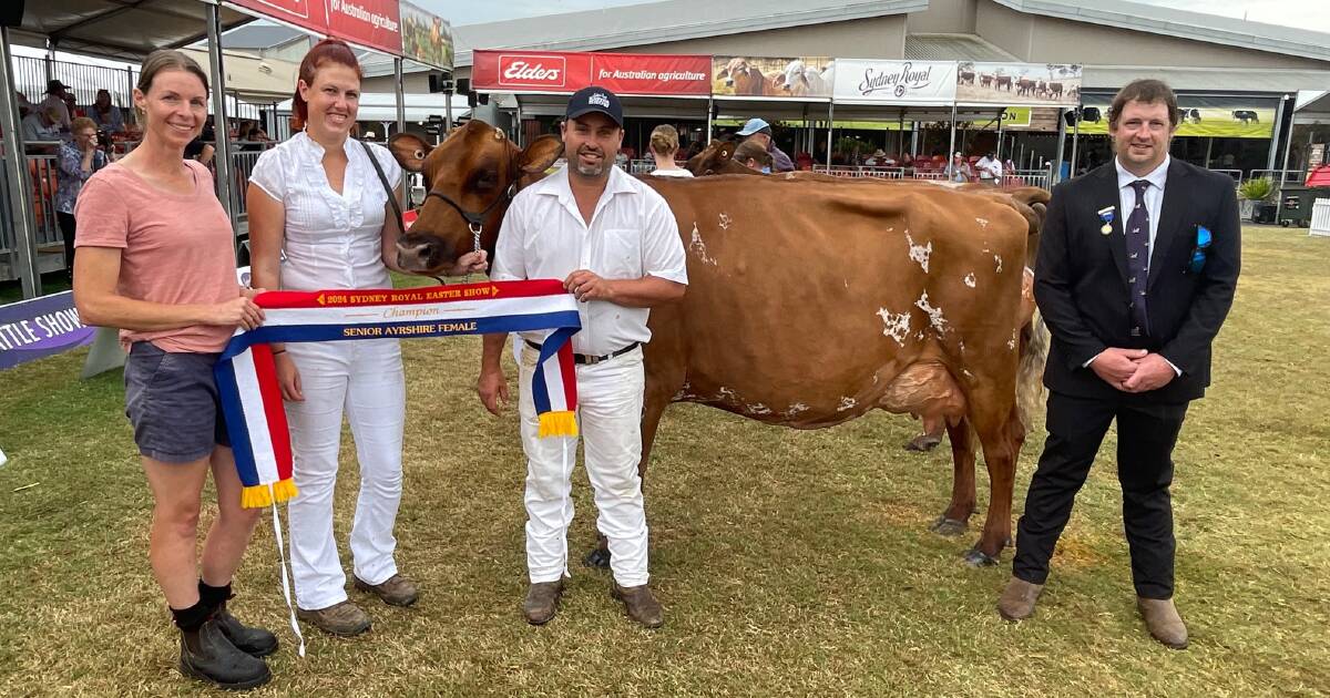 Cheers to freshly calved Gin and Tonic, the Ayrshire senior champion female