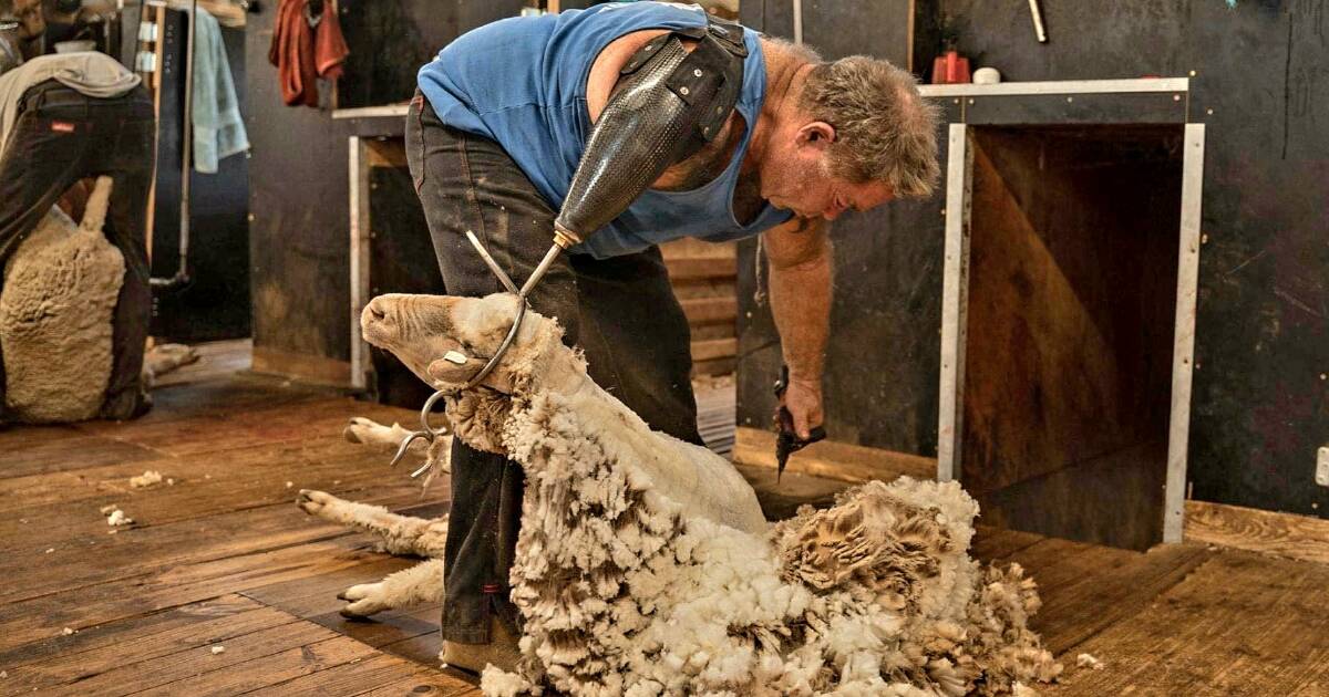 From shearing to storytelling: David Wyllie in Longreach | Queensland Country Life