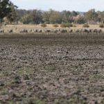 Supermarket bosses defend prices to Senate Inquiry