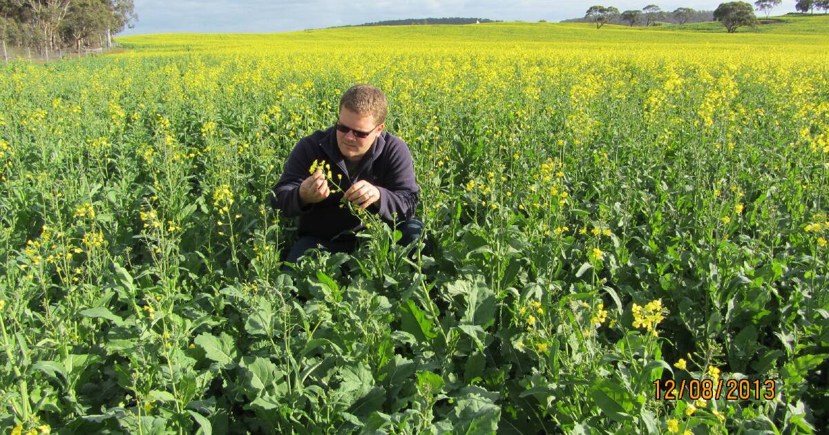 Diamondback Moth Risk in Canola Crops | Farm Weekly