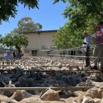 Brahman grazier turns eye towards stud world