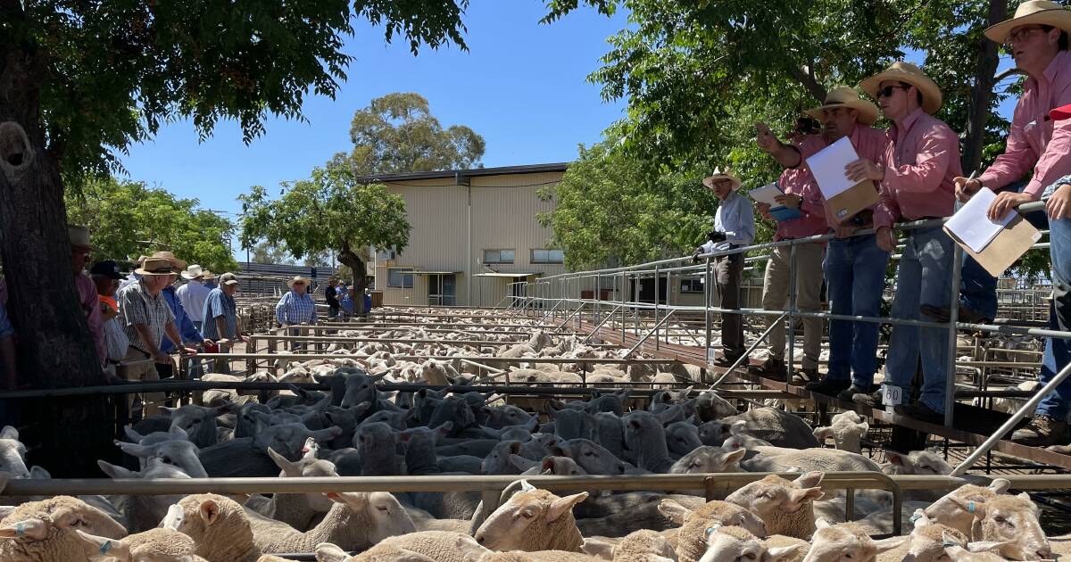 Will the market maintain lamb’s Easter stimulus? | The Land