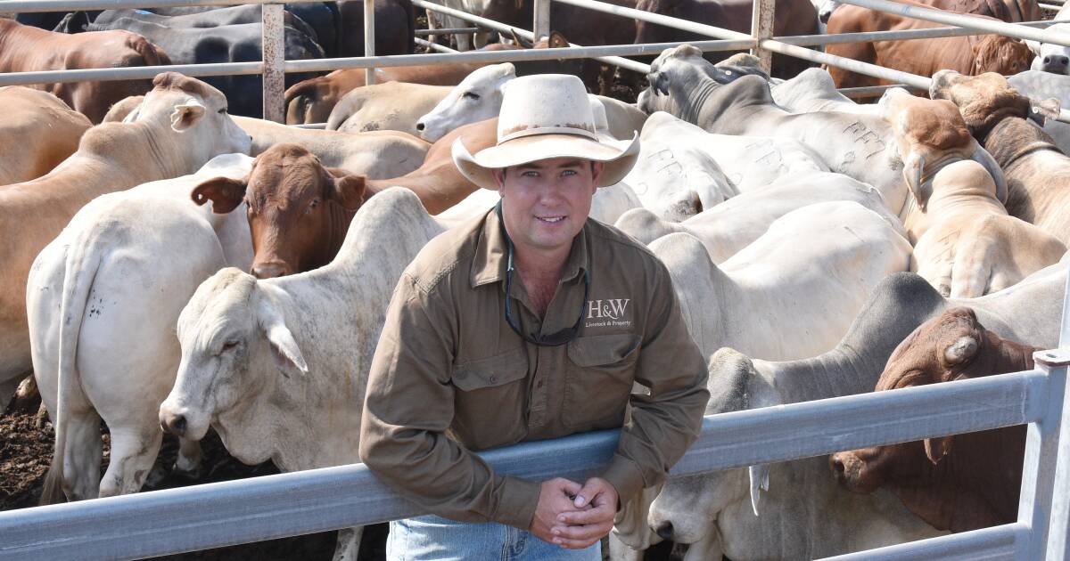 Simmental cross bullocks to 304c/kg at Clermont