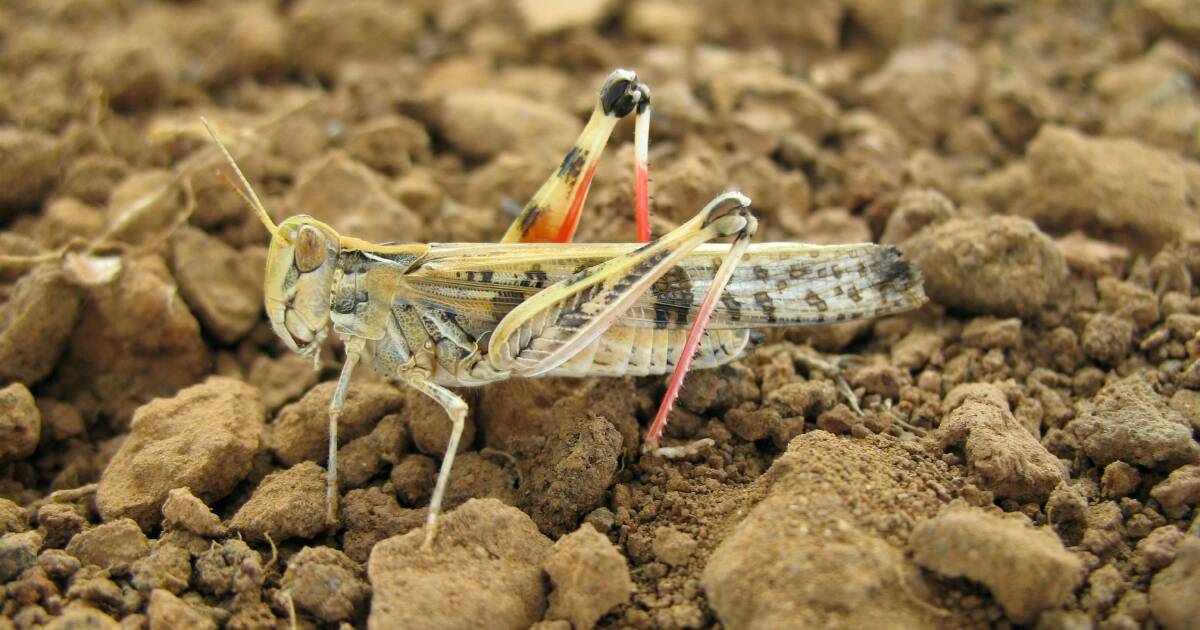 Locusts are on the move again