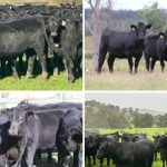 Large numbers of live-ex cattle pass through upgraded Hughenden yards