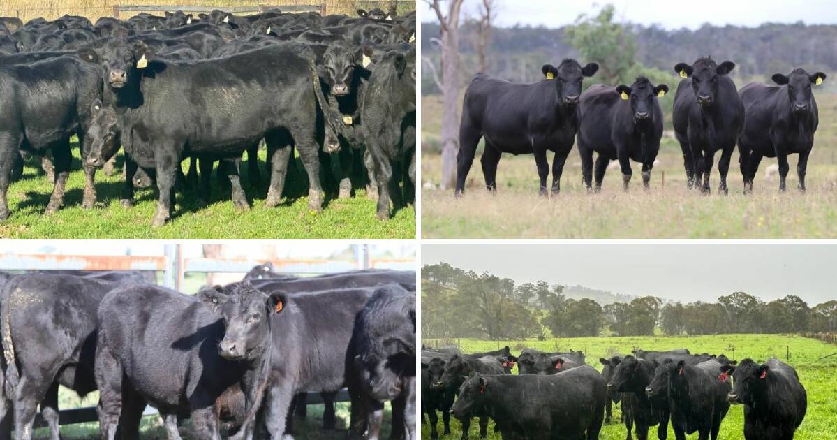 Stellar cattle quality in demand during New England Twilight sale