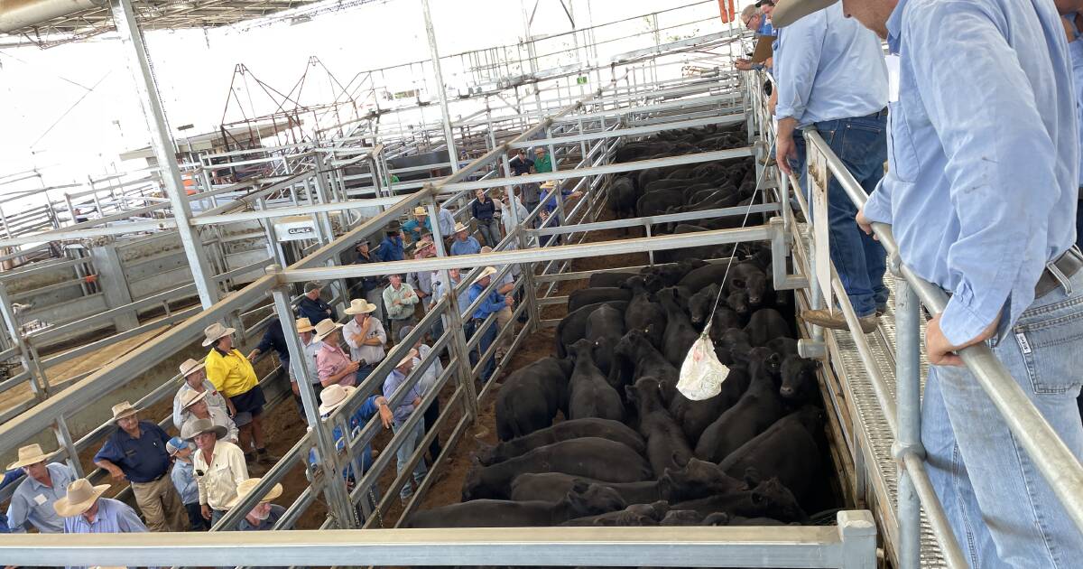 Inverell weaner steers average $1165, heifers $875