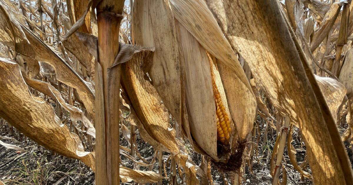 Managing FAW in corn needs to be precise