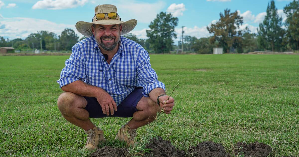 Compost showing promising results for turf farmers recovering from floods.