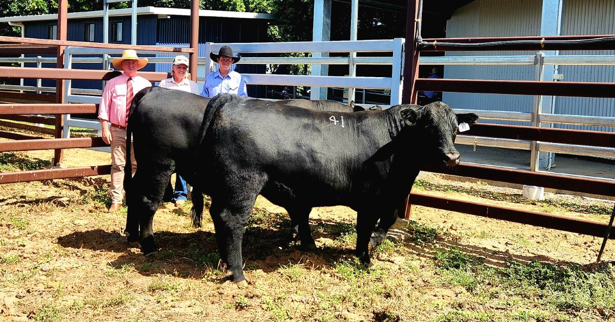 K5X Angus Stud shines at Longreach bull sale | North Queensland Register