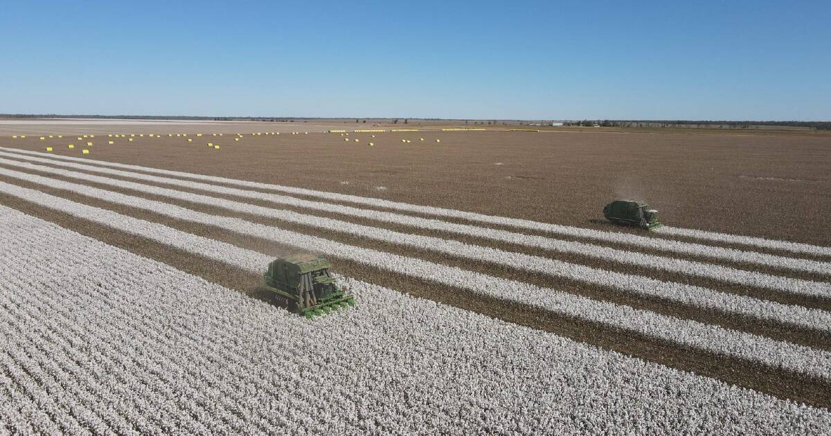 Cotton harvest to extend to June, growers fear rain will impact yield