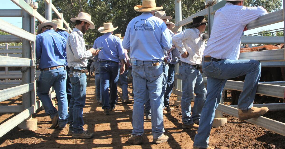 Cattle market lifts as rain allows sellers to sit back and wait