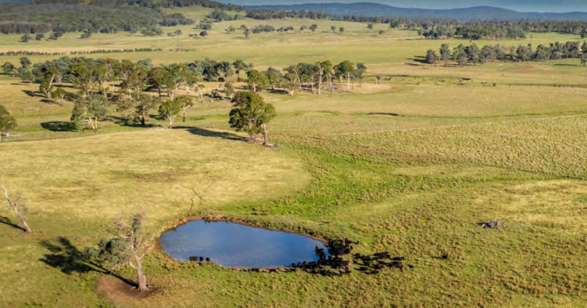 Spilsbury farms deliver excellent sheep, cattle production | Video