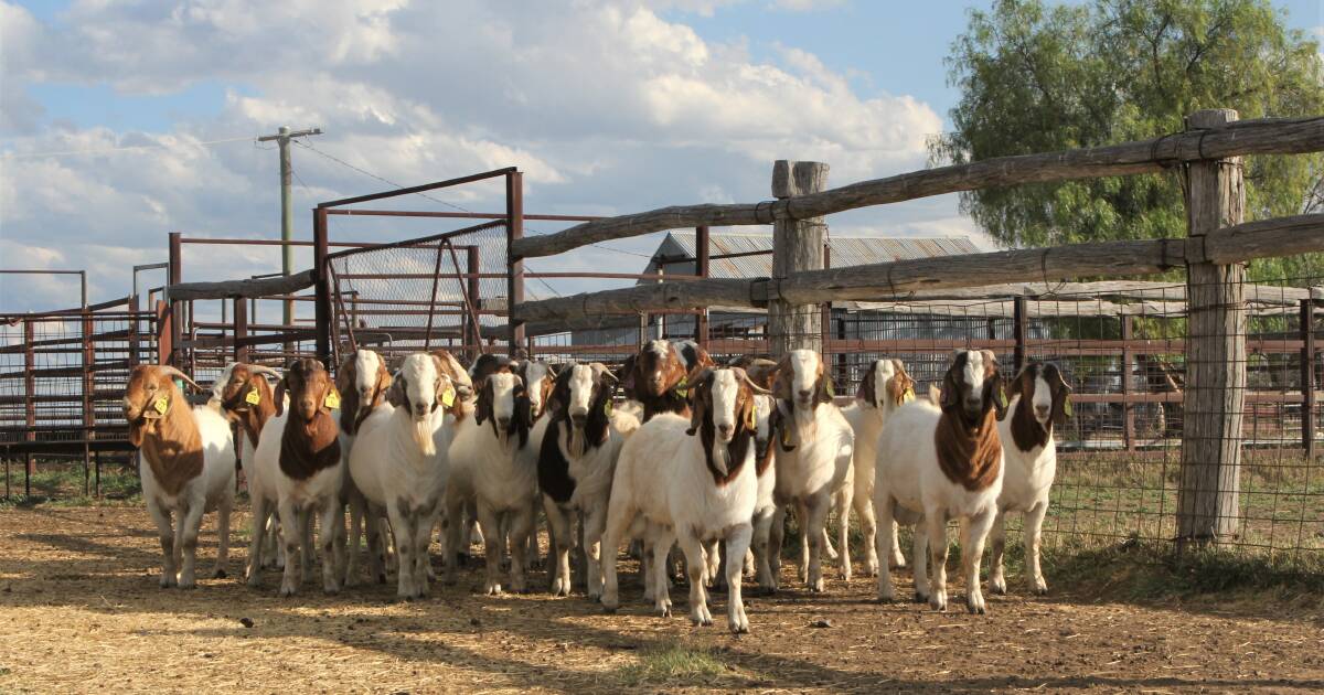 Cheap goatmeat drives surge in exports