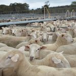 Slaughter cows and ground beef