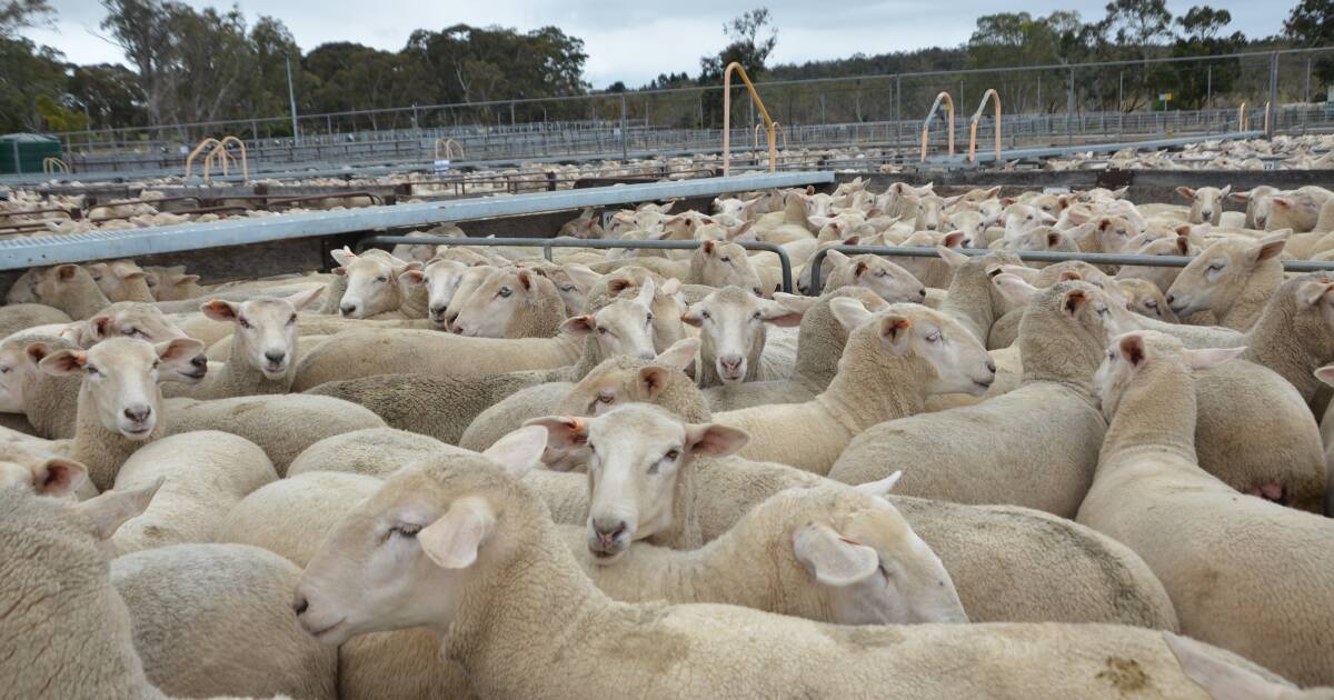 Sheepmeat prices hold steady | The Land