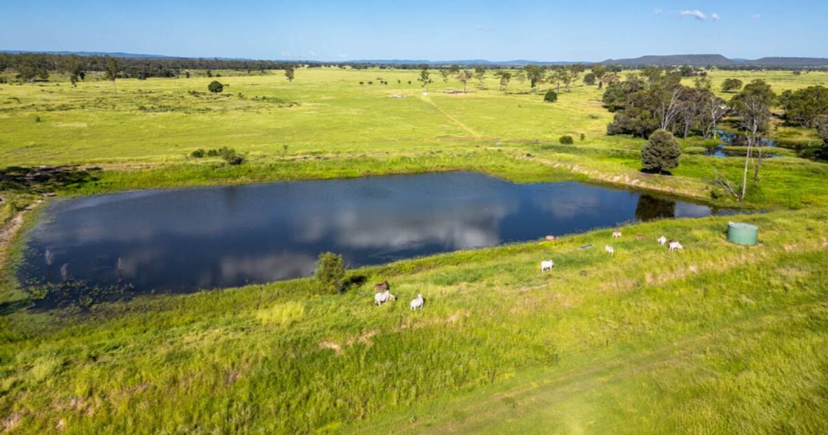 Central Qld aggregation Teddies and Ardena sold after auction