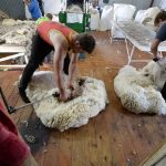 Will the market maintain lamb’s Easter stimulus? | The Land