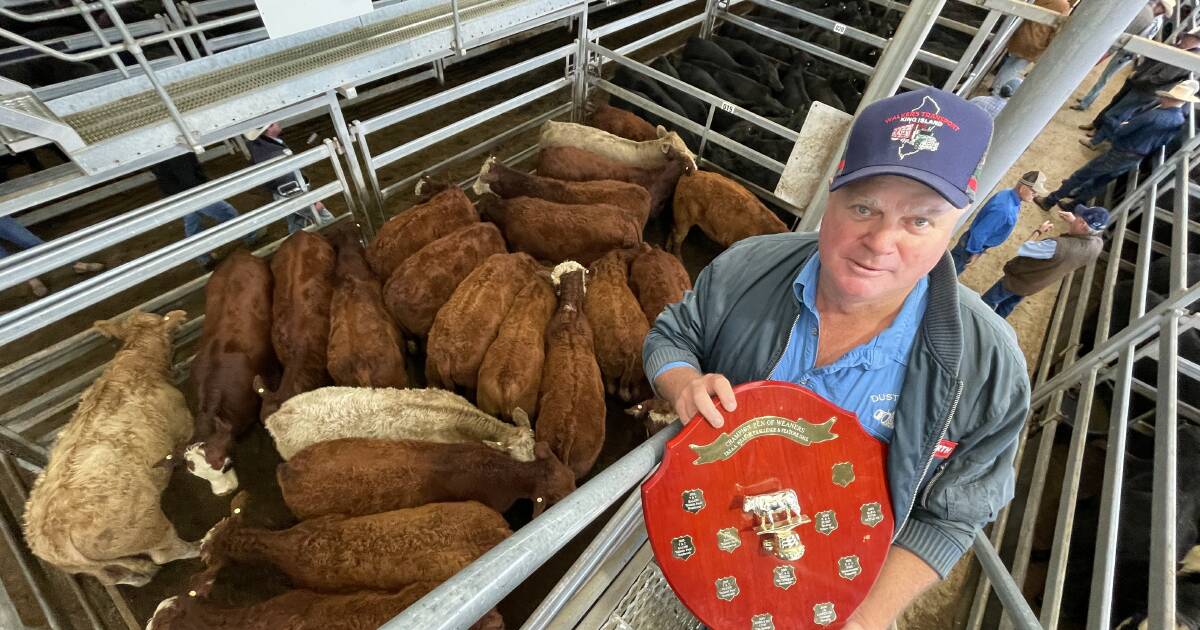 Tamworth Virbac Challenge Weaner sale offers 5315, steers top at $1410