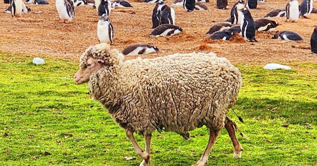 Reflecting on Falklands' tour of duty