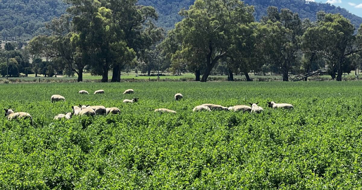 Wingarra: Step straight into a highly developed, drought-proof farm