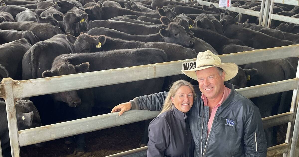 What a whopper! More than 10,000 weaners sell at Carcoar blue ribbon sale